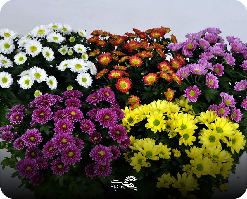 گل-داوودی گل داوودی